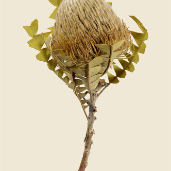 Poster roślina 30x40 Baxter’s Banksia Banksia Baxteri Tinted B