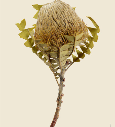 Poster roślina 30x40 Baxter’s Banksia Banksia Baxteri Tinted B