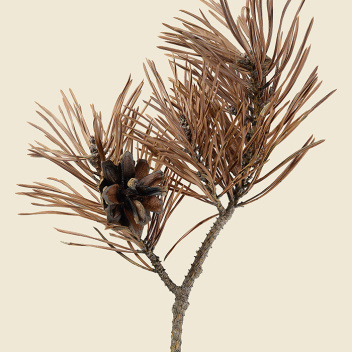 Poster sosna zwyczajna 30x40 Scots Pine Pinus Sylvestris Tinted B