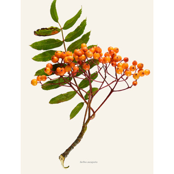 Poster jarzębina 30x40 Rowan Sorbus Aucuparia Tinted B