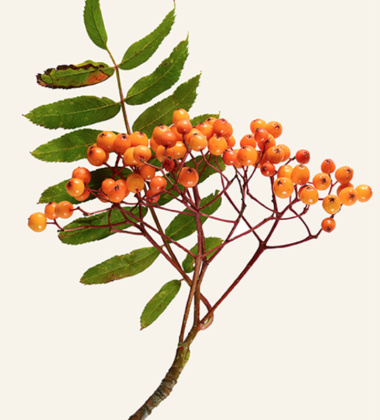 Poster jarzębina 30x40 Rowan Sorbus Aucuparia Tinted B