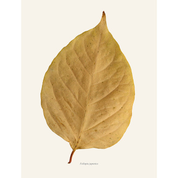 Poster liść rdestówka japońska 30x40 Japanese Knotweed Fallopia Japonica Tinted B