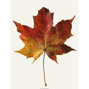 Poster liść klonu 30x40 Maple Flames Acer Platanoides Tinted B