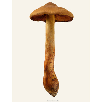 Poster grzyb zasłonak rudawy 30x40 Cortinarius Rubellus Tinted B