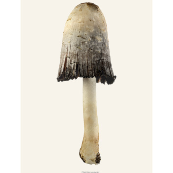 Poster grzyb Sowa - Czernidłak Kołpakowaty 30x40 Coprinus Comatus Tinted B