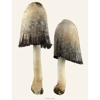 Poster grzyby Sowa - Czernidłak Kołpakowaty 30x40 Coprinus Comatus Duo Tinted B