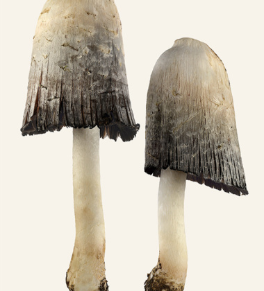 Poster grzyby Sowa - Czernidłak Kołpakowaty 30x40 Coprinus Comatus Duo Tinted B