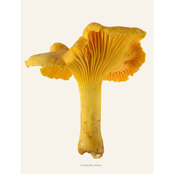 Poster grzyb kurka 30x40 Cantharellus Cibarius Tinted B