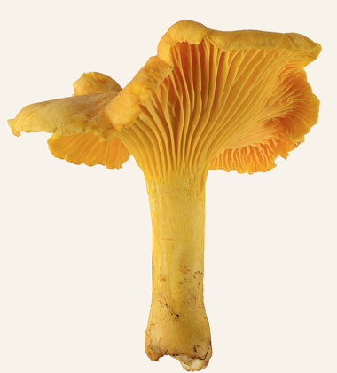 Poster grzyb kurka 30x40 Cantharellus Cibarius Tinted B