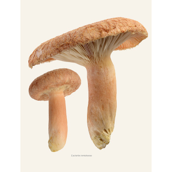 Poster grzyb rydz 30x40 Lactarius Torminosus Tinted B