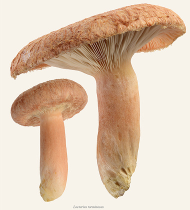 Poster grzyb rydz 30x40 Lactarius Torminosus Tinted B