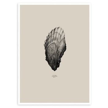 Oyster Poster 50x70 Sand