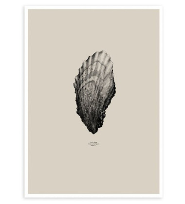 Oyster Poster 50x70 Sand