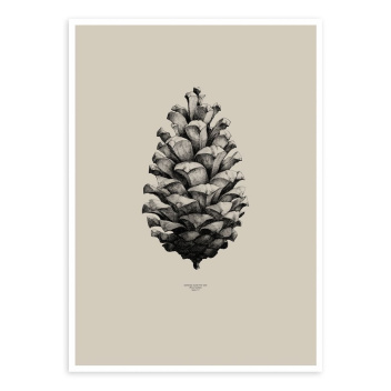 Pine Cone Poster 50x70 Sand