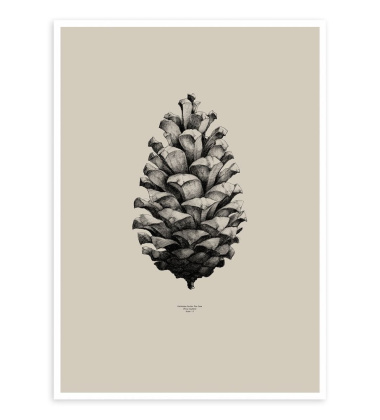 Pine Cone Poster 50x70 Sand