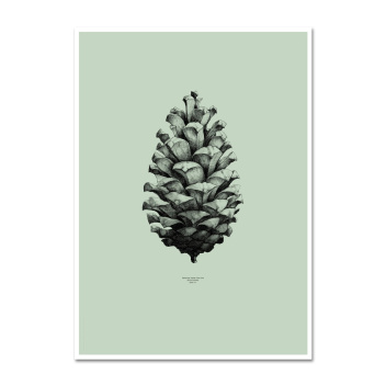 Pine Cone Poster 50x70 Mint Green