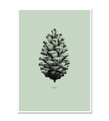 Pine Cone Poster 50x70 Mint Green