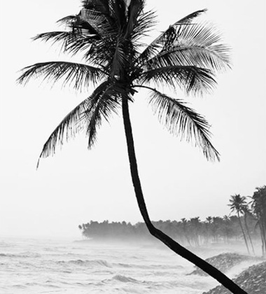 Plakat 50x70 PALM TREE BY THE BEACH