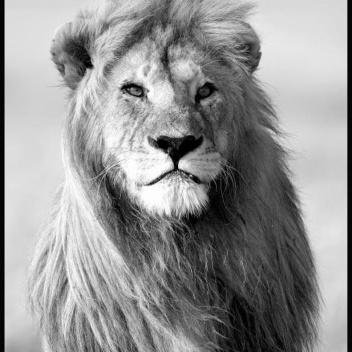 Plakat 50x70 THE MAJESTIC LION