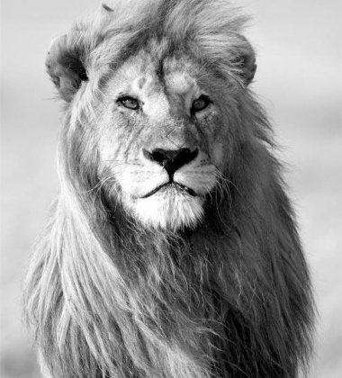 Plakat 50x70 THE MAJESTIC LION