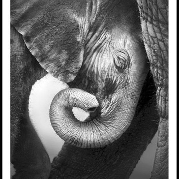 Plakat 50x70 THE BABY ELEPHANT