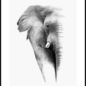 Plakat 50x70 AFRICAN ELEPHANT