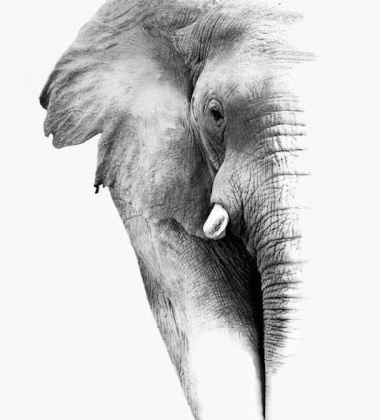 Plakat 50x70 AFRICAN ELEPHANT