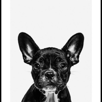 Plakat 50x70 FRENCH BULLDOG