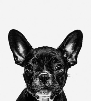 Plakat 50x70 FRENCH BULLDOG