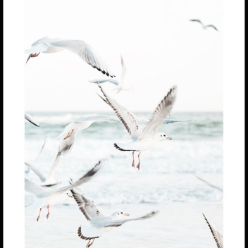 Plakat 50x70 THE SEAGULLS