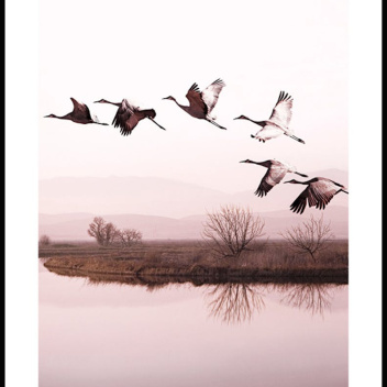 Plakat 50x70 CRANES ON THE SACRAMENTO LAKE