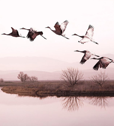 Plakat 50x70 CRANES ON THE SACRAMENTO LAKE