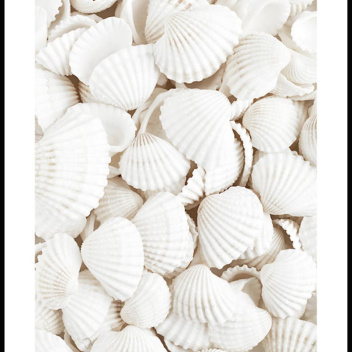 Plakat 50x70 WHITE SHELLS