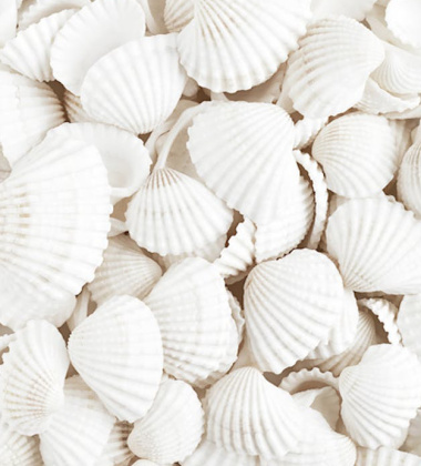 Plakat 50x70 WHITE SHELLS