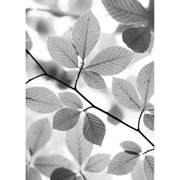 Ścierka kuchenna Beech Leaves 50x70 Szara