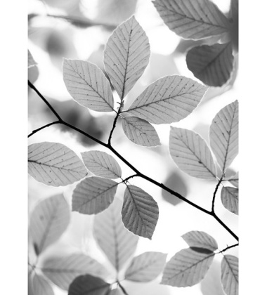 Ścierka kuchenna Beech Leaves 50x70 Szara