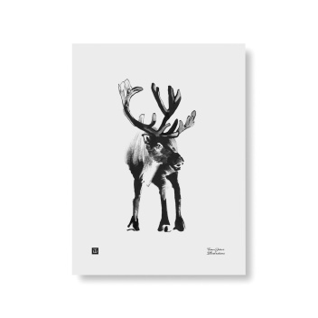 Poster renifer Teemu Jarvi 30x40 RAINDEER