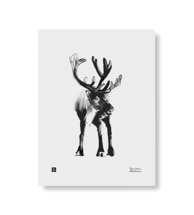 Poster renifer Teemu Jarvi 30x40 RAINDEER