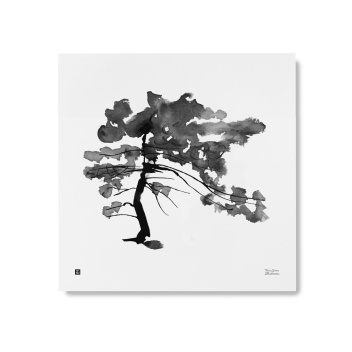 Poster sosna Teemu Jarvi 50x50 PINE TREE