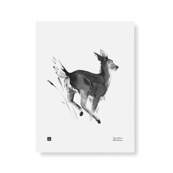 Poster jelonek Teemu Jarvi 30x40 WHITE-TAILED DEER