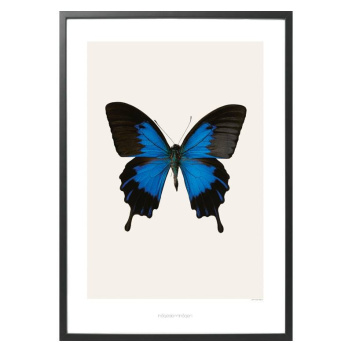 S1 Poster 42x59 Papilio Ulysses Telegonus