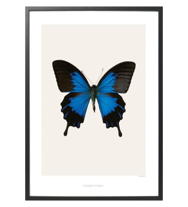 S1 Poster 42x59 Papilio Ulysses Telegonus