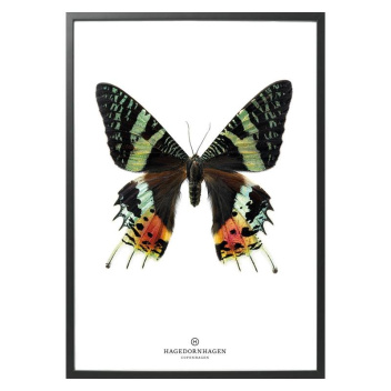 S14 Poster Motyl 30x40 GREEN BUTTERFLY