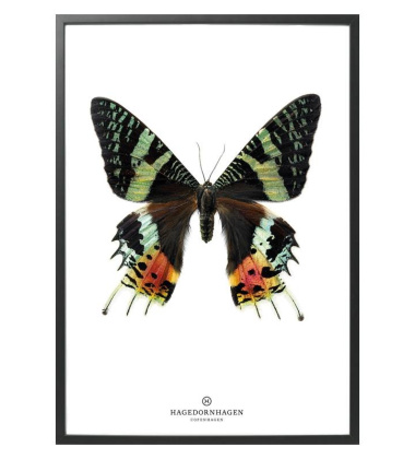 S14 Poster Motyl 30x40 GREEN BUTTERFLY