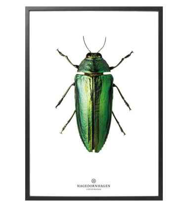 B9 Poster Żuk 30x40 GREEN BUG