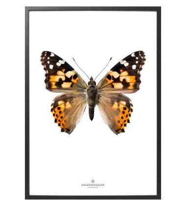 S18 Poster 30x40 Motyl