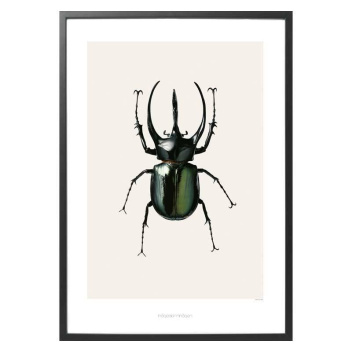 B3 Poster 70x100 Chalcosoma Atlas