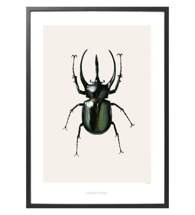 B3 Poster 70x100 Chalcosoma Atlas