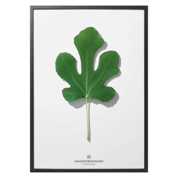 F3 Poster 30x40 Folium Fig