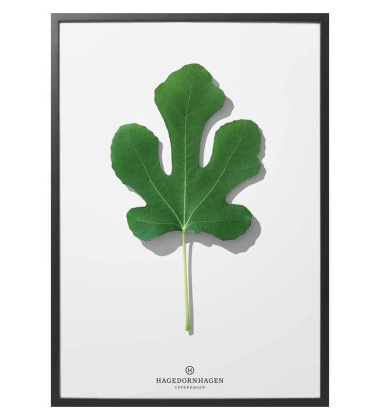 F3 Poster 30x40 Folium Fig